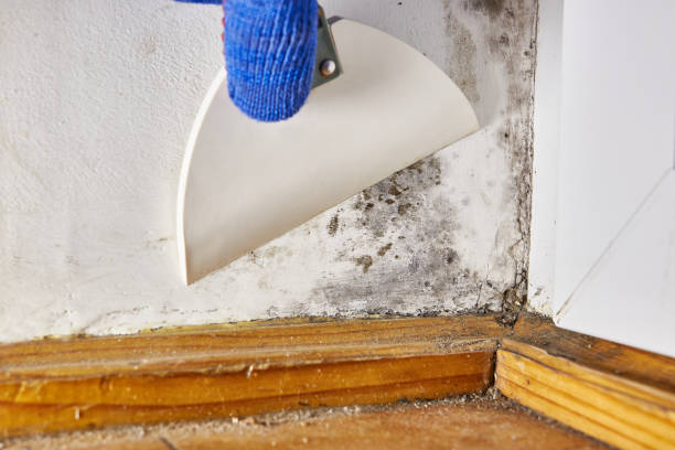 Best Commercial Mold Inspection  in South Creek, WA