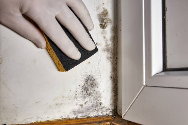 Best Comprehensive Air Testing for Mold Contaminants  in South Creek, WA